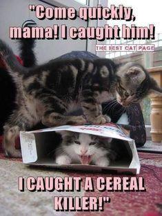 TMM Movie Kitty Cat Logo - 582 Best Riddles and brain teasers and jokes images | Funny images ...