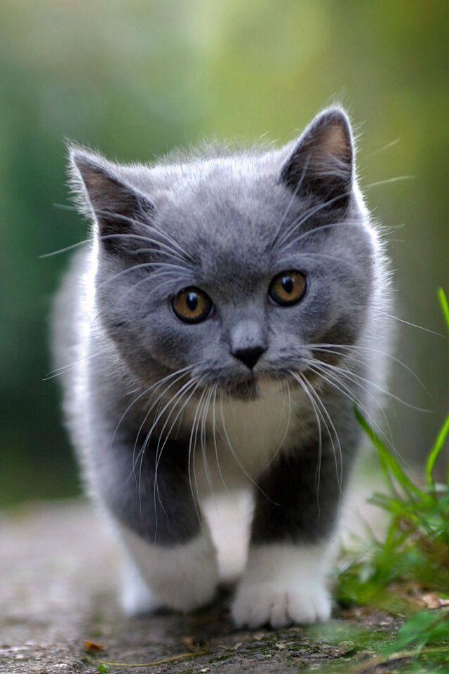 TMM Movie Kitty Cat Logo - 13 best Cat pics images on Pinterest | Abyssinian cat, Beautiful ...