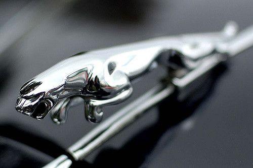Jaguar Automotive Logo - Jaguar car logo. The unmistakable Jaguar logo on the bonnet