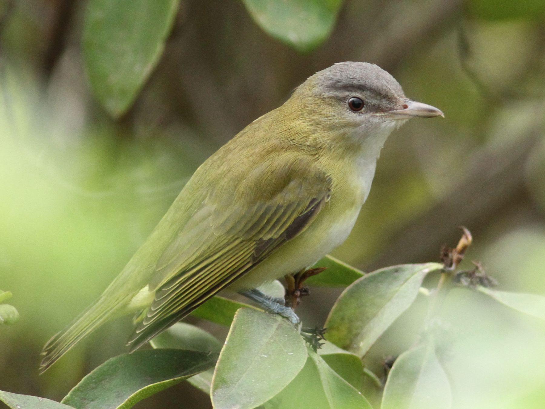 Grey Green Bird Logo - Neon light bird – Yellow-green Vireo | San Diego Birding