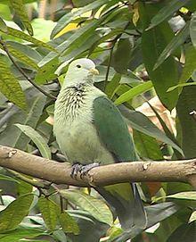 Grey Green Bird Logo - Grey-green fruit dove