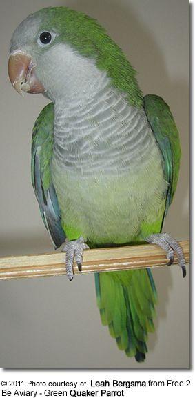 Grey Green Bird Logo - Quaker (Monk) Parrot aka Grey-breasted Parakeet | Beauty of Birds