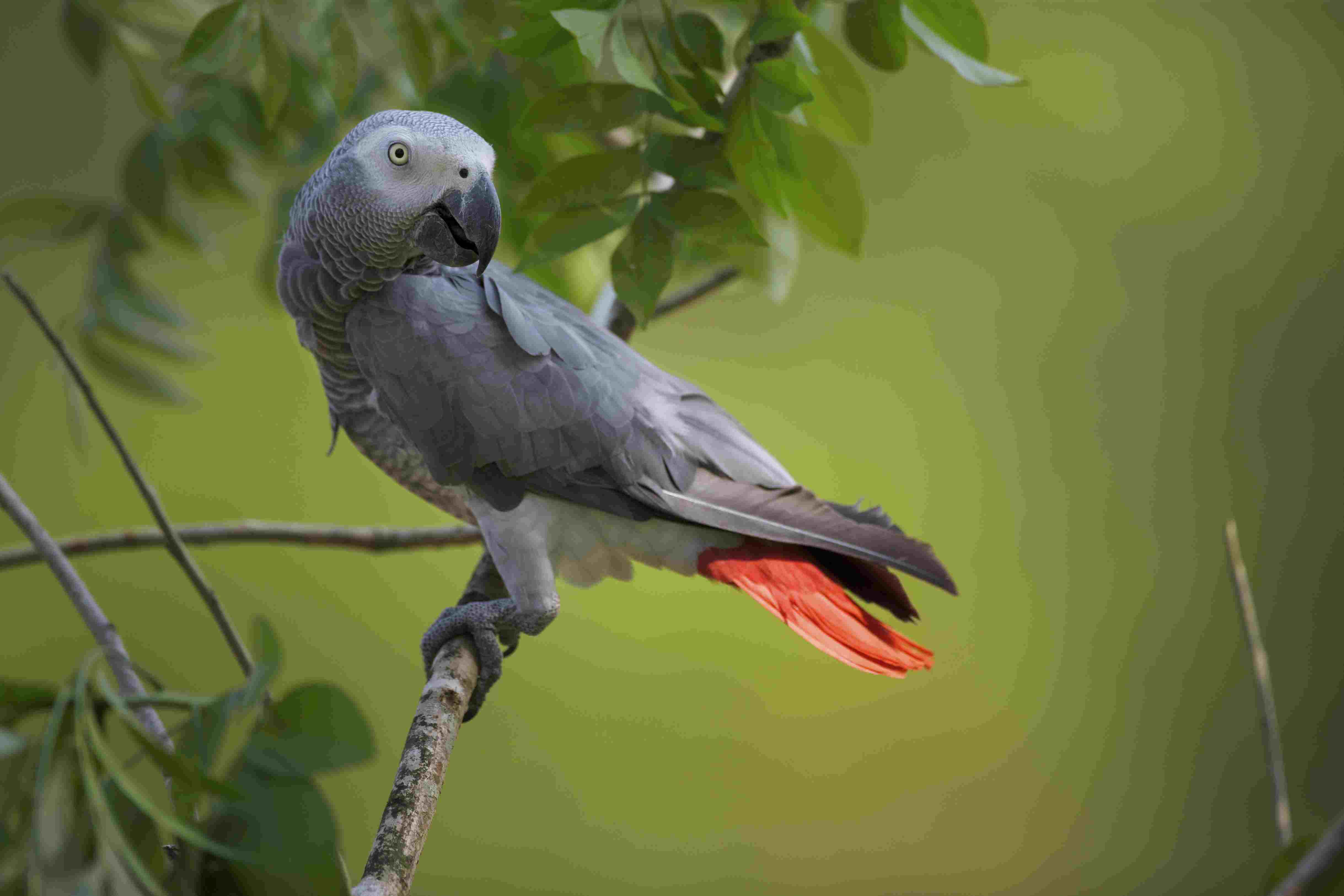Grey Green Bird Logo - Facts About African Grey Parrots