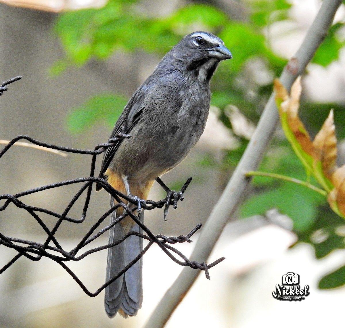 Grey Green Bird Logo - Grayish Saltator. Neotropical Birds Online