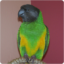 Grey Green Bird Logo - Green (back) Grey (head Yellow Orange (belly) Senegal Parrot Bird