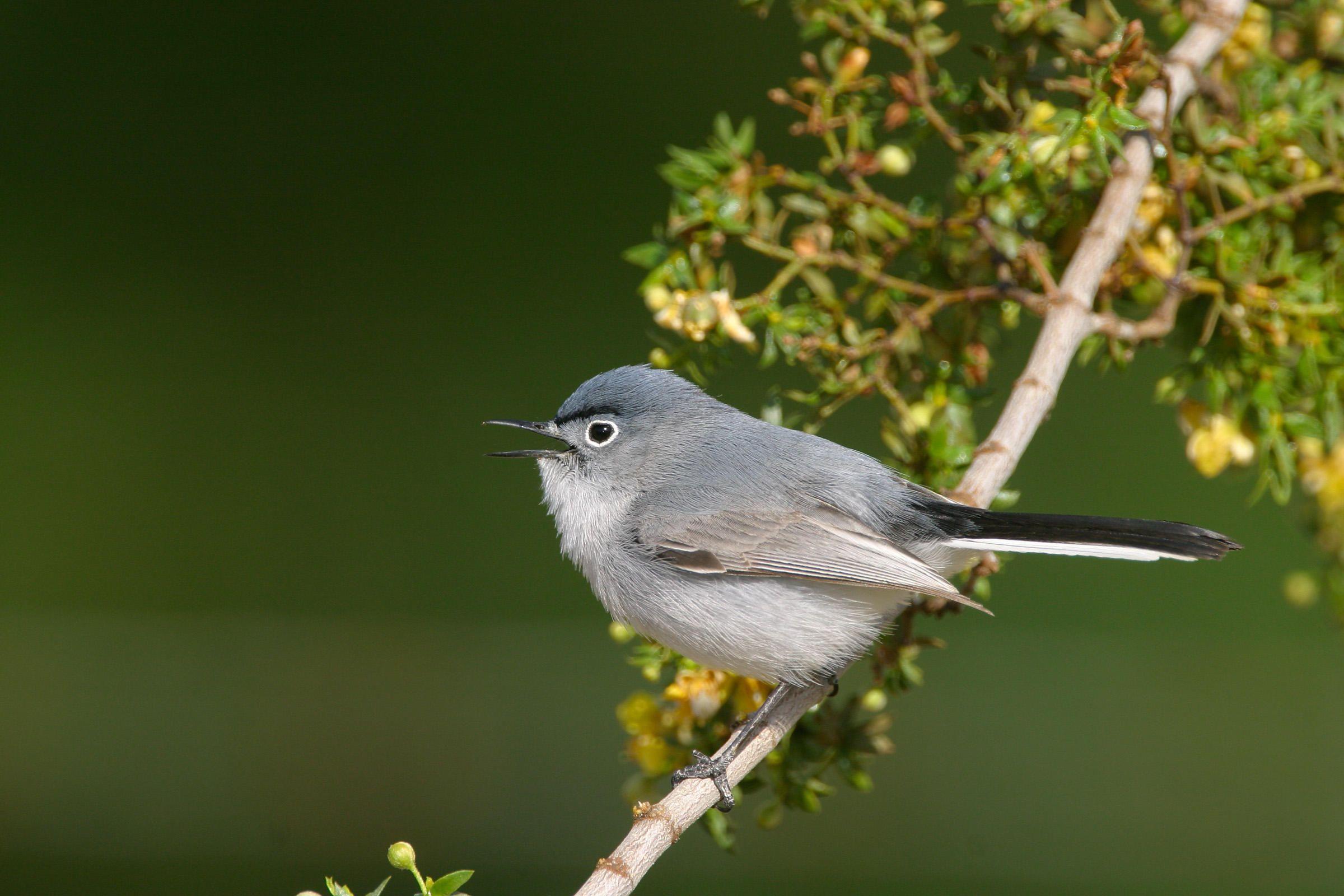 Grey Green Bird Logo - Blue-gray Gnatcatcher | Audubon Field Guide