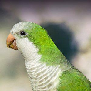 Grey Green Bird Logo - Quaker Parakeet Personality, Food & Care – Pet Birds by Lafeber Co.