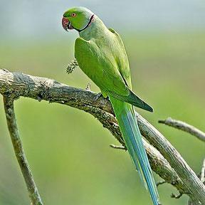 Grey Green Bird Logo - Common Indian City Birds