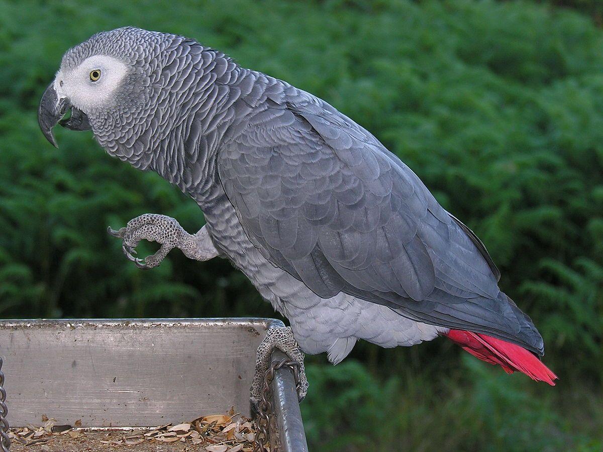 Grey Green Bird Logo - Grey parrot