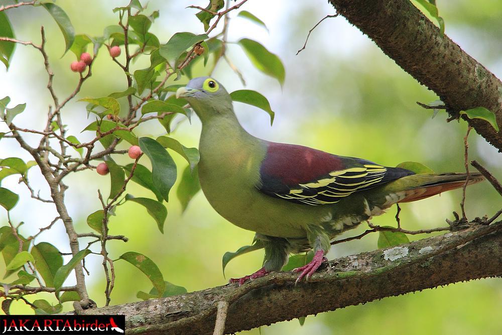 Grey Green Bird Logo - Grey-cheeked Green-pigeon (Treron griseicauda) Male bird | the ...