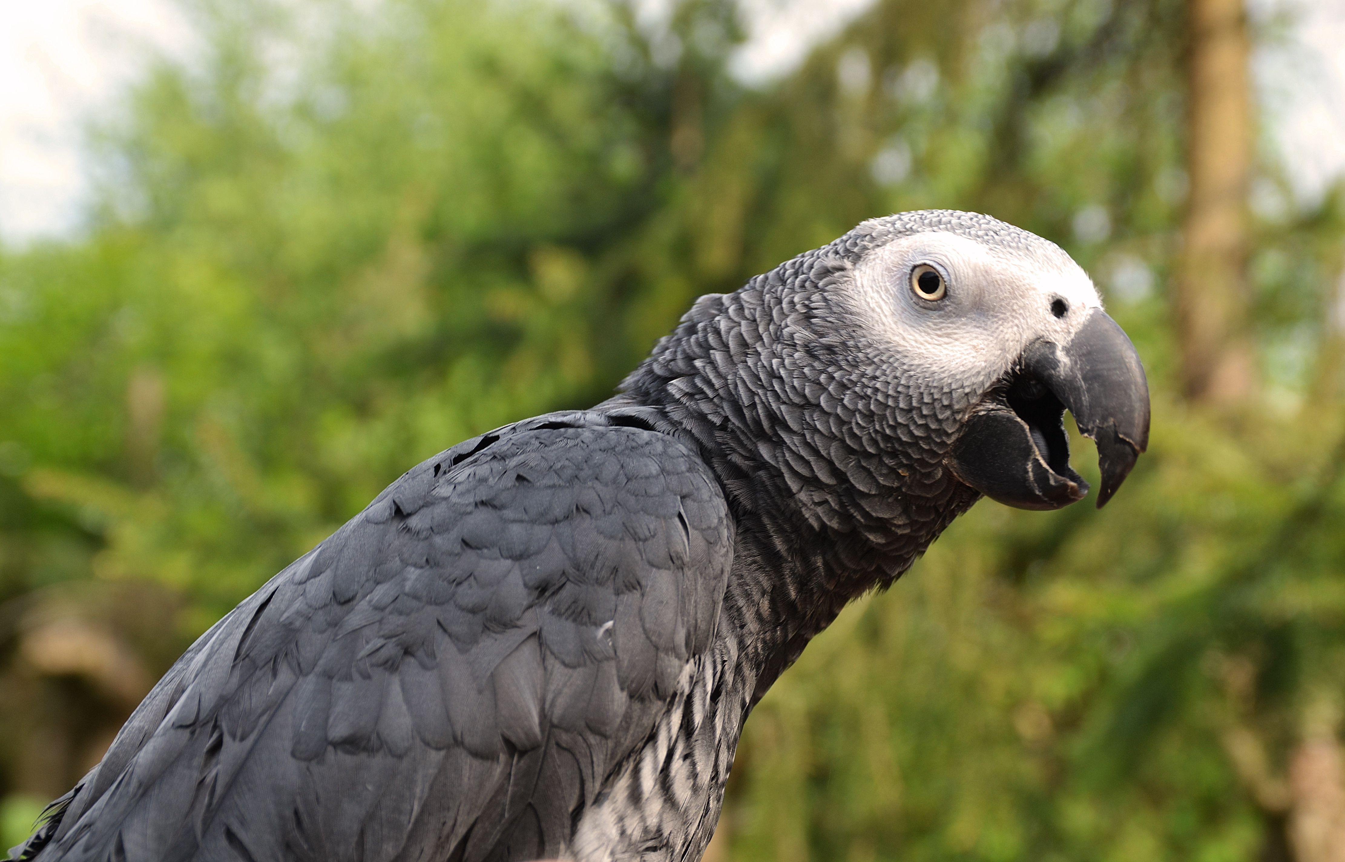 Grey Green Bird Logo - Top 5 Popular Large Parrots