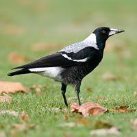 Grey Green Bird Logo - How to identify birds | Doing the survey | Manaaki Whenua - Landcare ...
