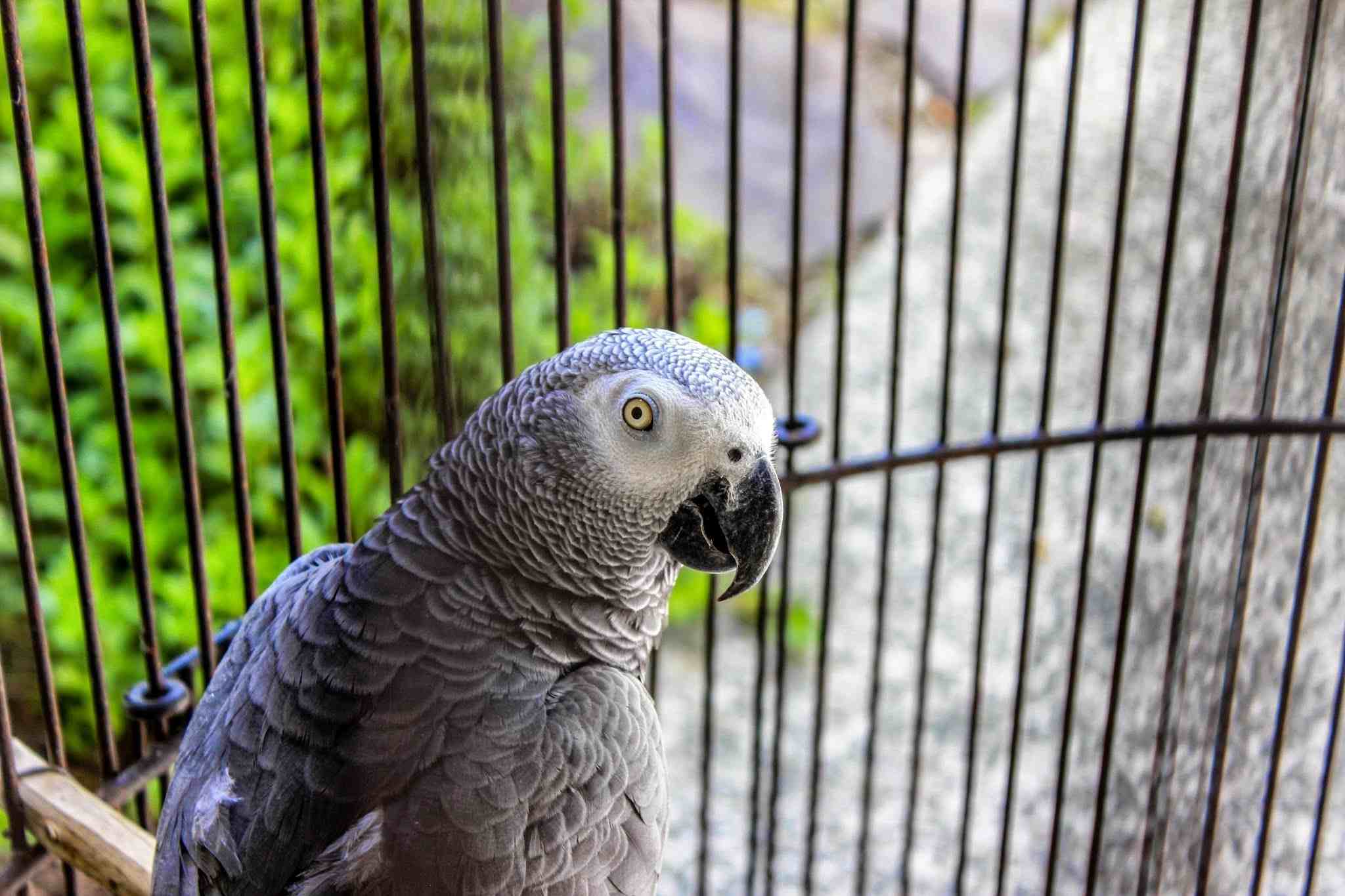 Grey Green Bird Logo - Keeping a Large Parrot as a Pet