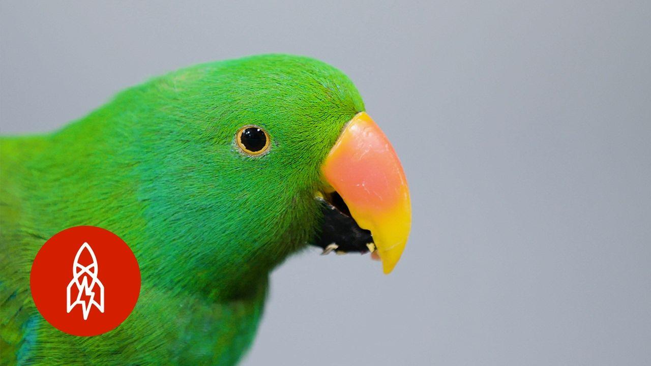 Grey Green Bird Logo - This Beautiful Parrot May Be the World's Smartest Bird