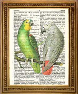 Grey Green Bird Logo - VINTAGE DICTIONARY PAGE PRINT: African Green and Grey Parrots Birds
