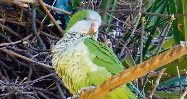 Grey Green Bird Logo - Pet parakeets are now the bothersome birds of Barcelona | Irish Examiner