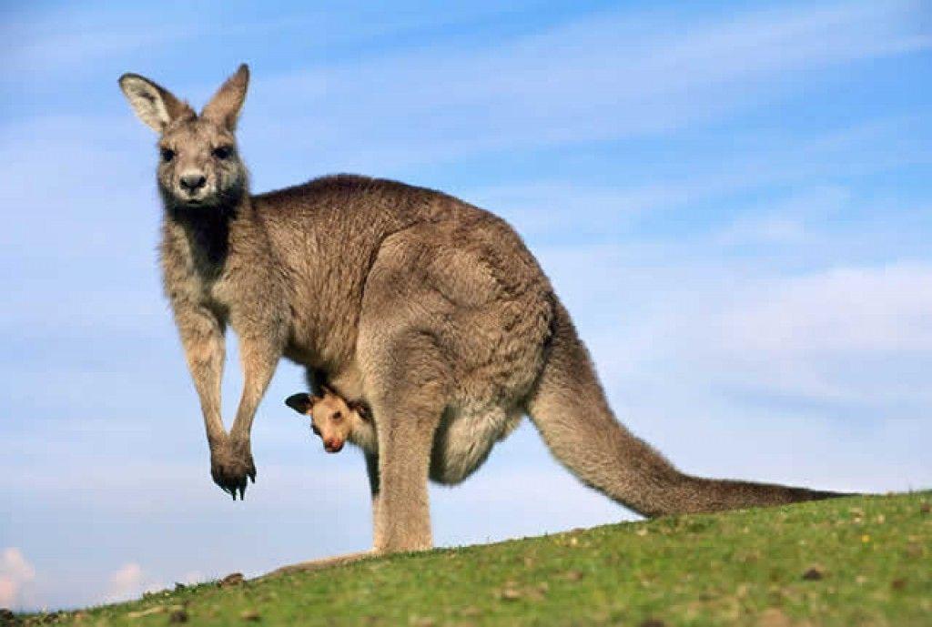 Australian Kangaroo Logo - 6 KANGAROOS ARE THE OFFICIAL SYMBOL OF AUSTRALIA - Study North ...