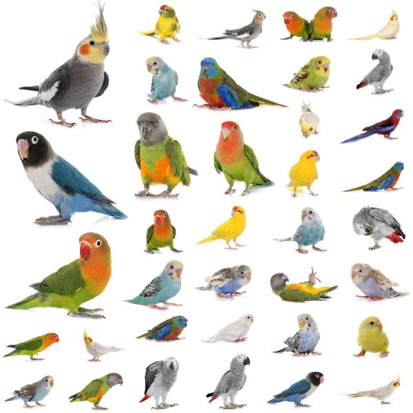 Famous Parrot Logo - Top 100 Popular Bird Names - Male Birds & Female Birds!