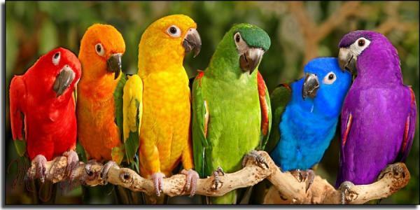 Famous Parrot Logo - Names of Famous Parrots