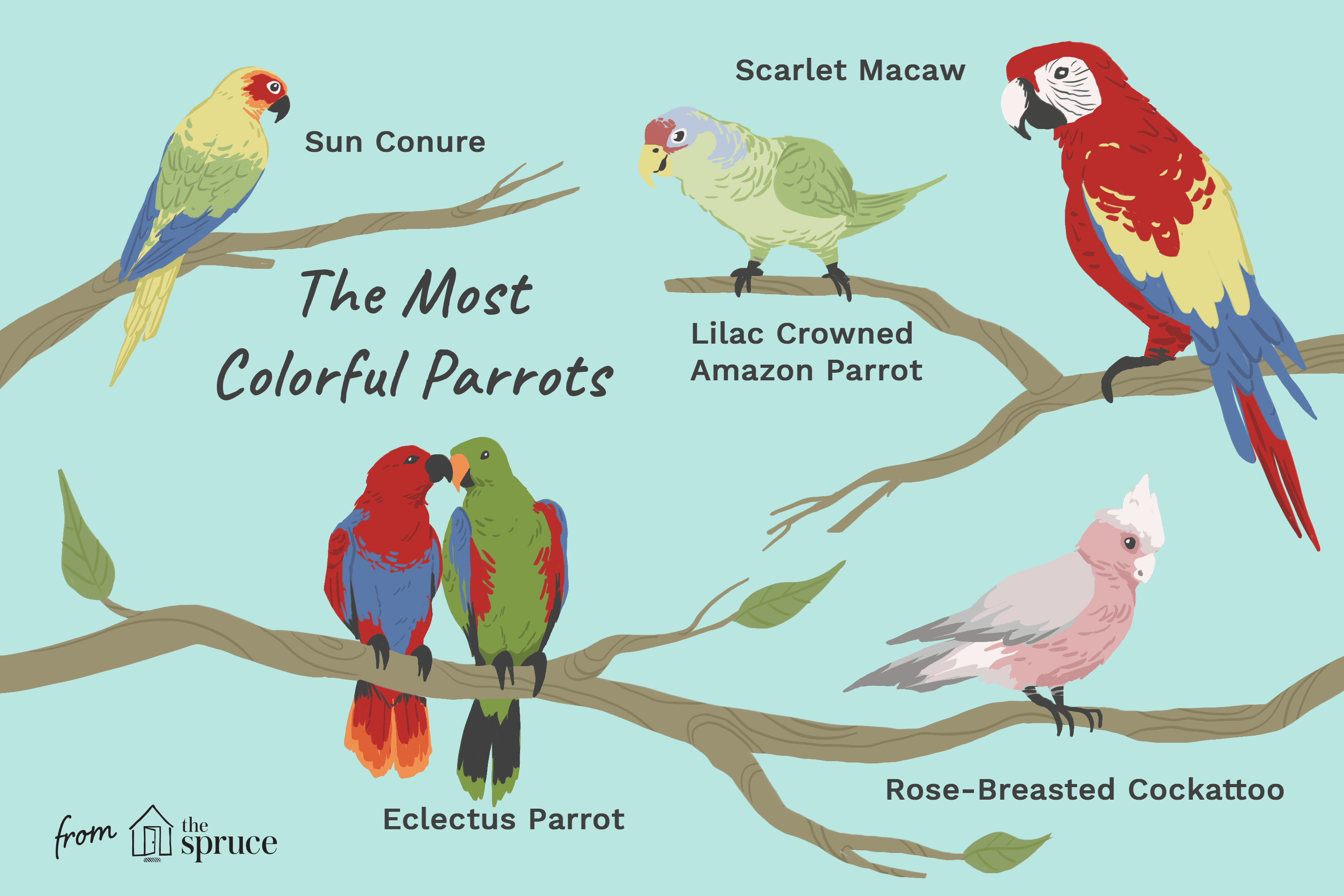 Famous Parrot Logo - 10 Most Colorful Parrot Species
