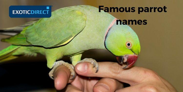 Famous Parrot Logo - Parrot names, male, female, famous and not-so-famous - ExoticDirect