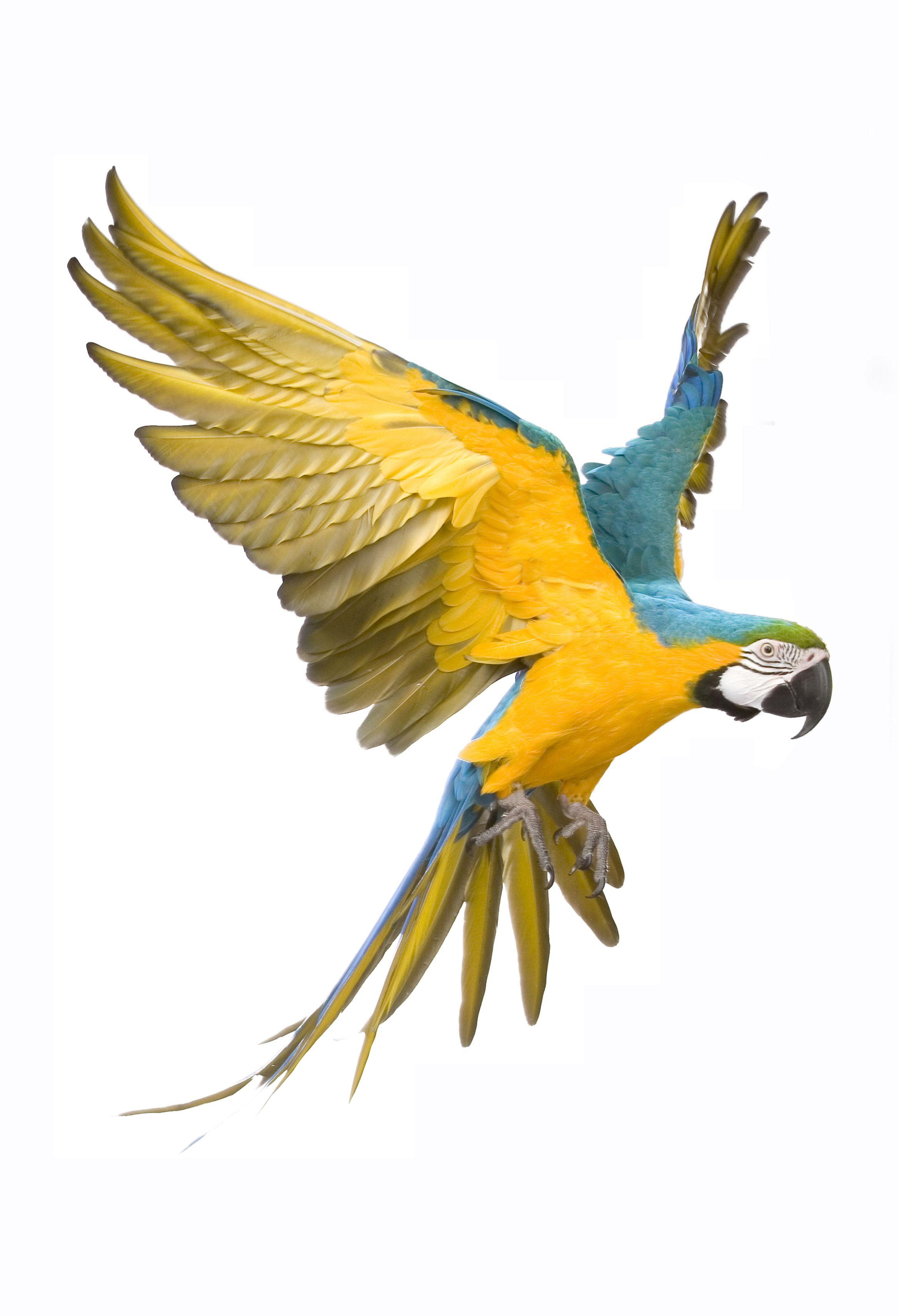 Famous Parrot Logo - Parrot Facts - KidsPressMagazine.com