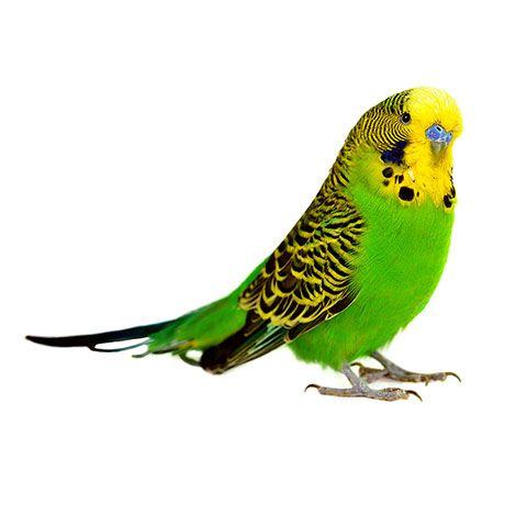 Famous Parrot Logo - The World's Most Popular Pet Bird | Introduction To Budgies | Budgie ...
