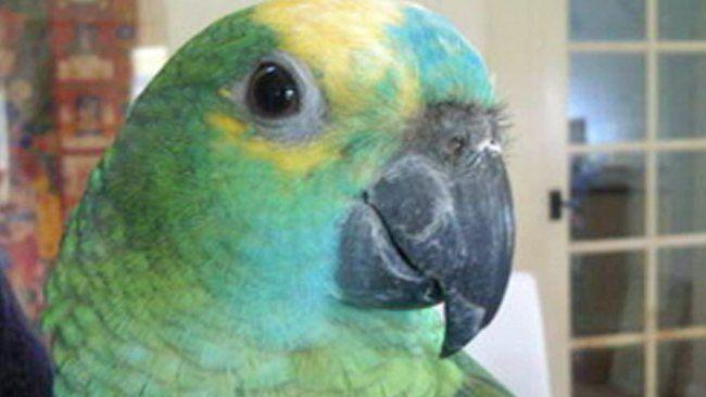 Famous Parrot Logo - The Idle Mind.: Top Ten Famous Parrots