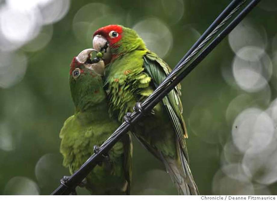 Famous Parrot Logo - SAN FRANCISCO / Wild parrots need wild food / So say advocates of a ...