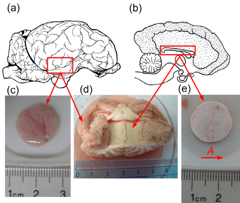 Red Box with White Cross Logo - a) Sagittal image of lamb brain where the red box indicates