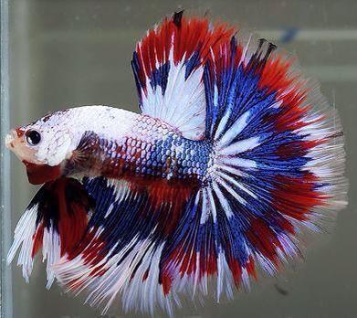 Red White Blue Fish Logo - The Patriot - Red White & Blue. | Beautiful Betta Fish | Pinterest ...