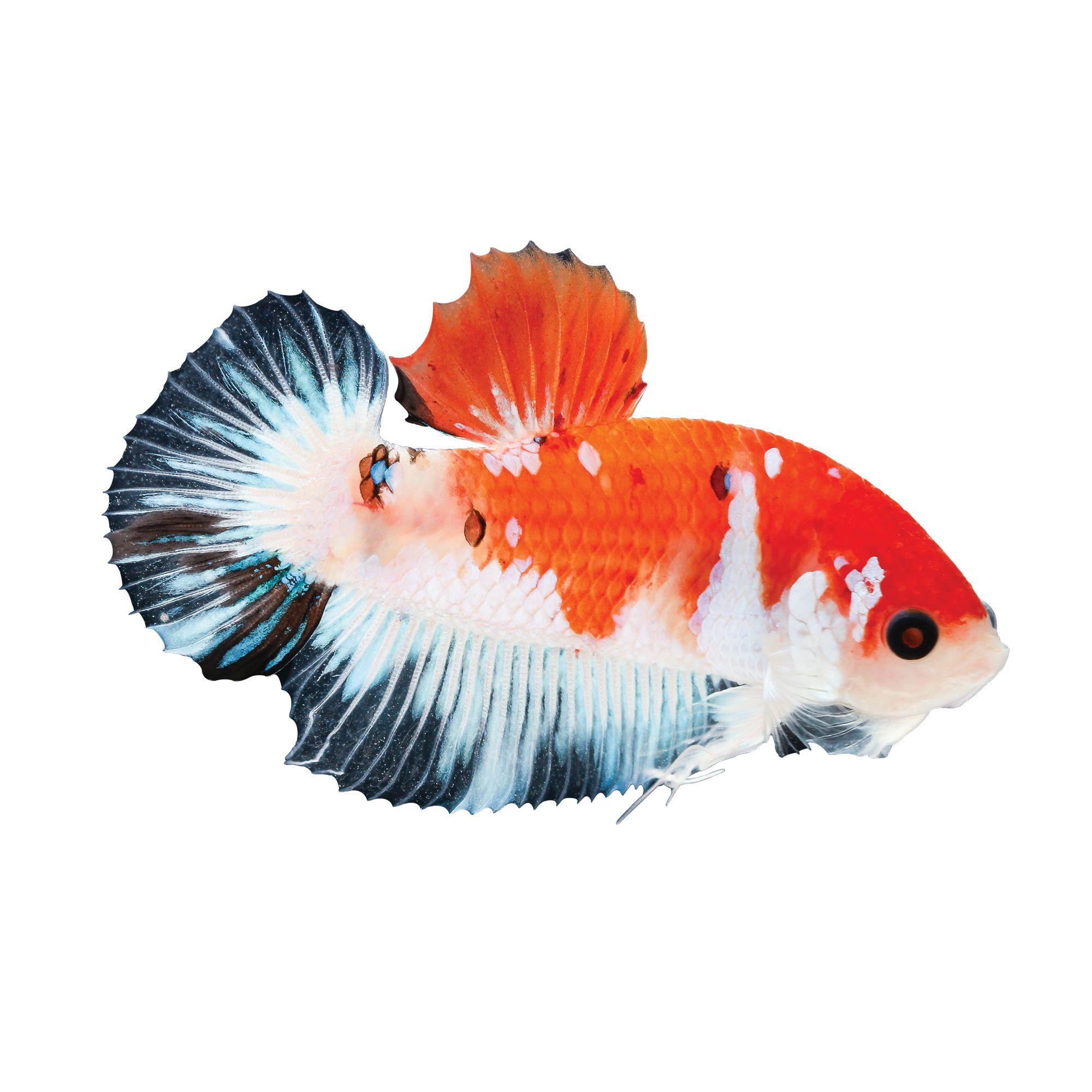 Red White Blue Fish Logo - The Fascinating Origin of Betta Fish and Other Fun Betta Facts