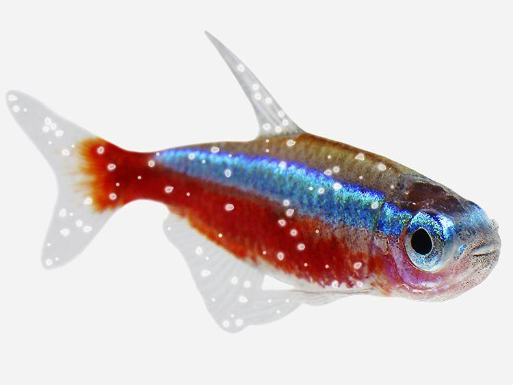 Red White Blue Fish Logo - How to treat White Spot in aquarium fish - Pond Aquarium Problem Solver
