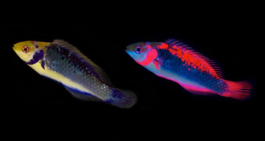 Red White Blue Fish Logo - Reef fish get riled when intruders glow red | Science News
