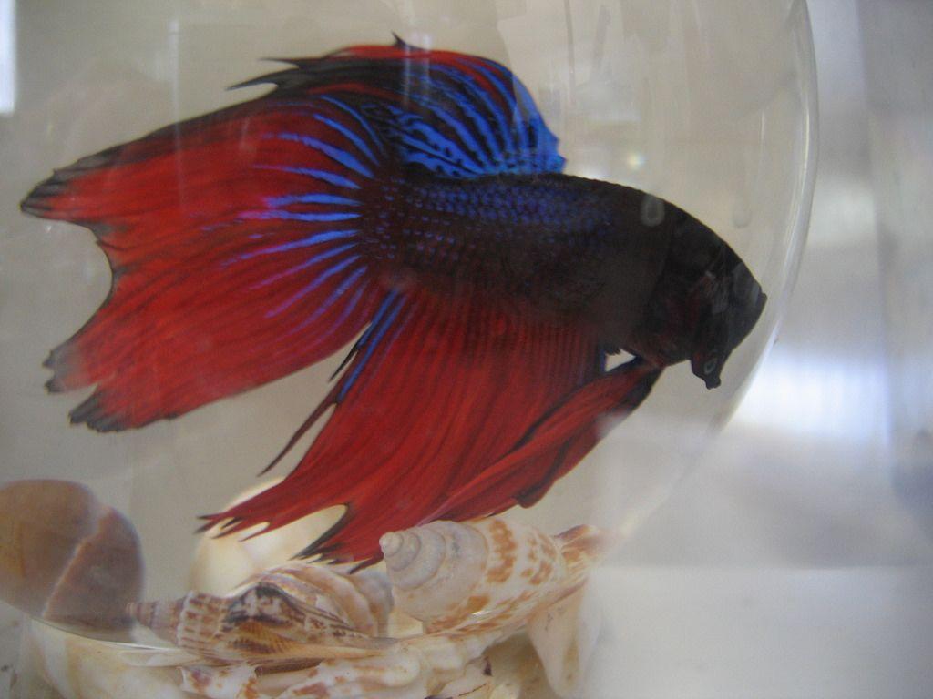 Red White Blue Fish Logo - Red and Blue Betta | This fish was totally awesome. Unfortun… | Flickr