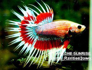 Red White Blue Fish Logo - Live Betta Fish red white blue tan CT male <> 2615 <> APACHE SUNRISE