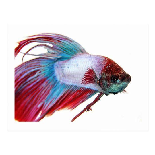 Red White Blue Fish Logo - Red White & Blue (Fish on white background) Postcard