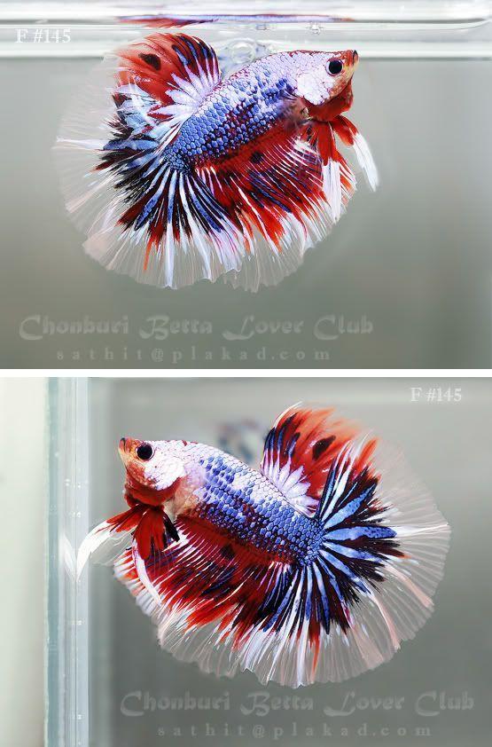 Red White Blue Fish Logo - Red white and blue dragon beta fish! He's be perfect for the 4th of ...