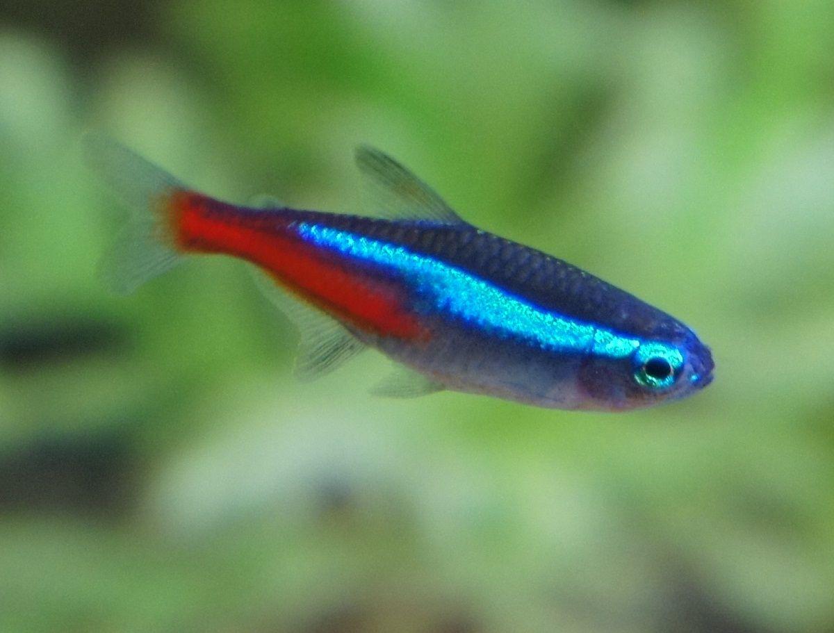 Red White Blue Fish Logo - Neon Tetra Fish Facts, Care, Disease, Breeding, Tank Mates, Picture