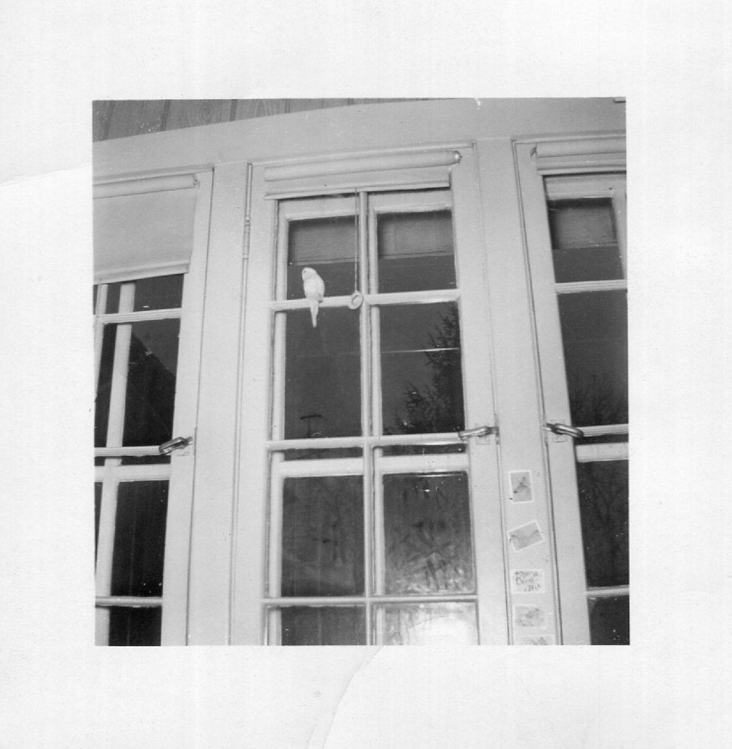 Vintage Black and White Windows Logo - Vintage Photo.Parakeet in the Window, 1940's Original Found Photo