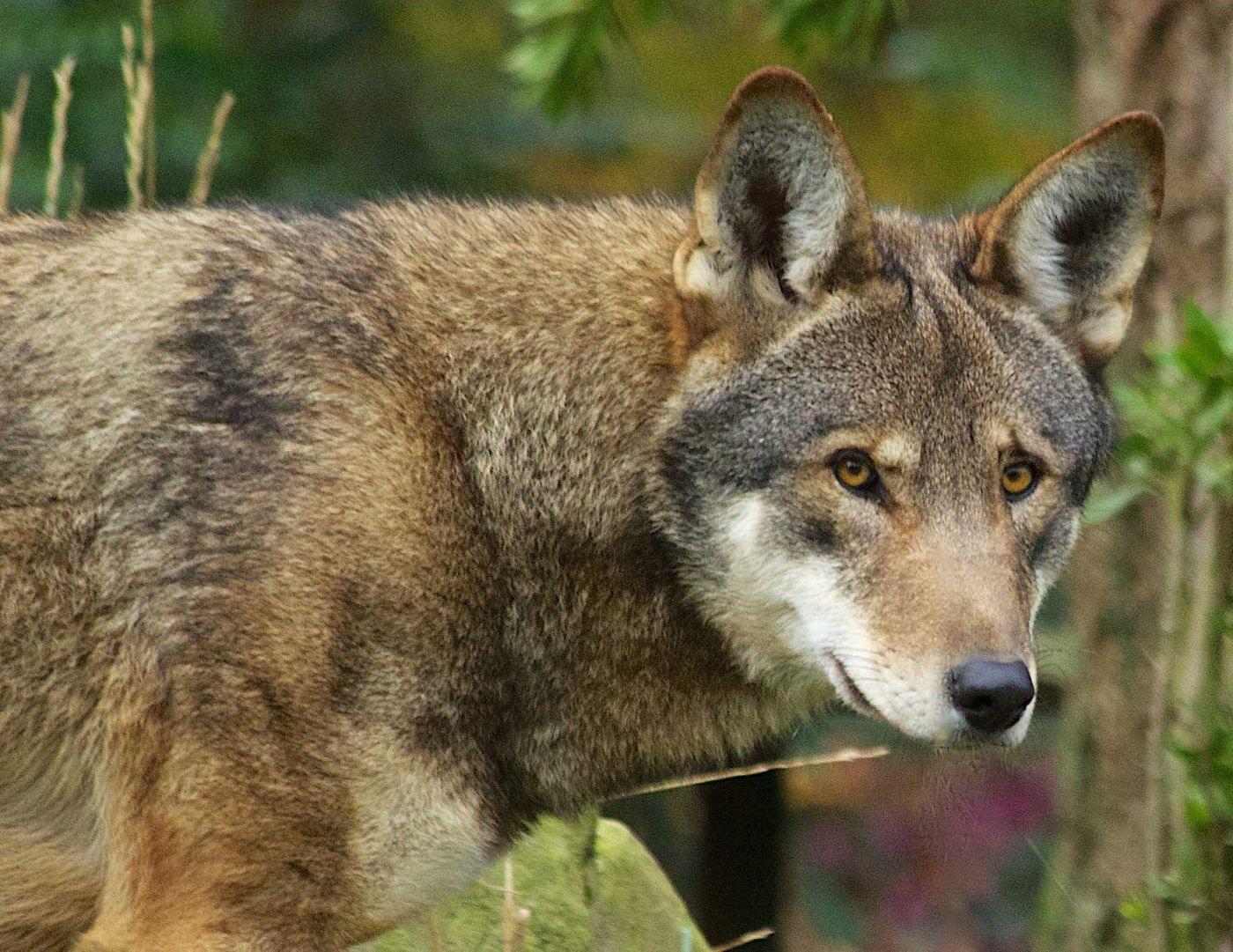 Yellow and Red Wolf Logo - Status review shows the red wolf remains endangered | U.S. Fish ...