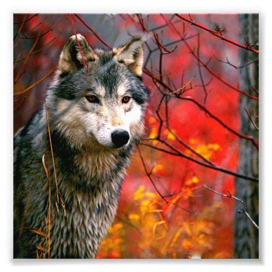 Yellow and Red Wolf Logo - Grey Wolf in Beautiful Red and Yellow Foliage Photo Print
