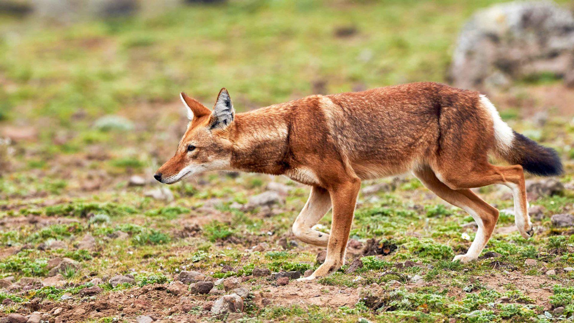 Yellow and Red Wolf Logo - In search of the rare Ethiopian wolf | Adventure.com