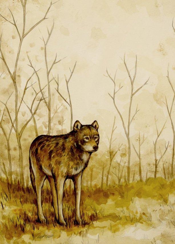 Yellow and Red Wolf Logo - Keith Carter - Red Wolf – Antler Gallery