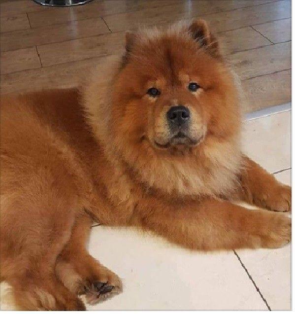 Red Dog Z Logo - chow chow lost glenavy crumlin big orange red dog 07807032917 ...