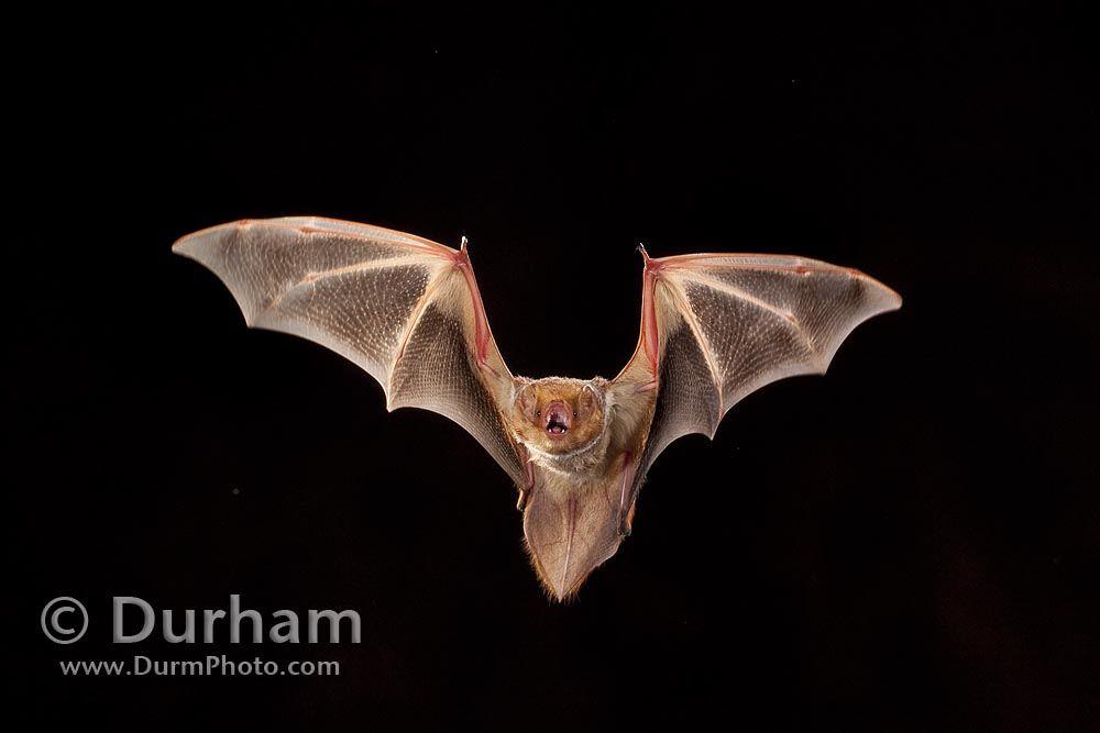 Red Bat Logo - eastern red bat (Lasiurus borealis) | Female eastern red bat… | Flickr