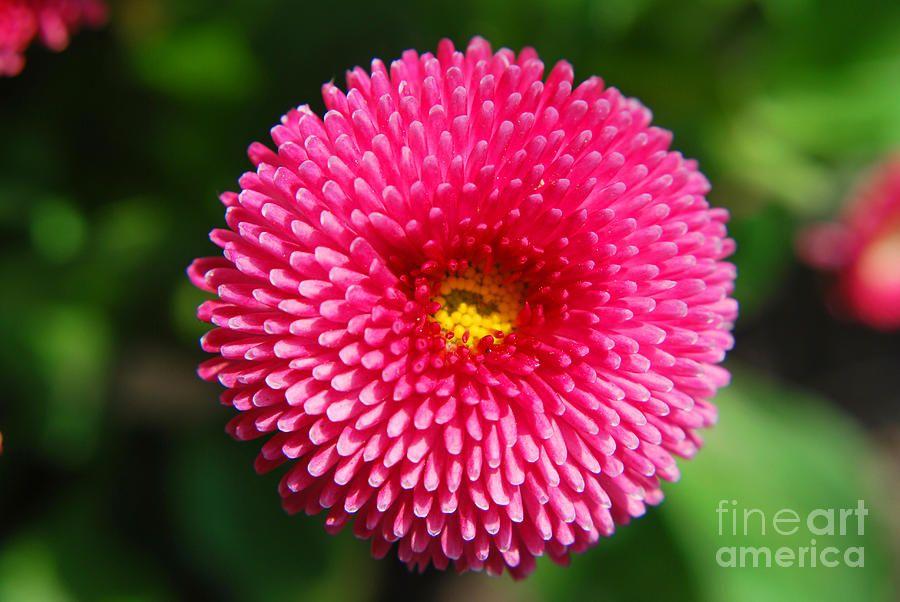 Pink Round Flower Logo - Round Pink Flower Photograph by Yhun Suarez