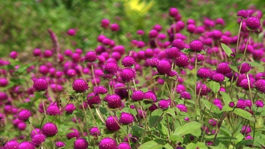 Pink Round Flower Logo - Small Round Flowers in Blooming Stock Footage Video (100% Royalty ...