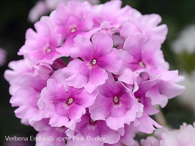 Pink Round Flower Logo - How To Create A Pink Garden Theme Design Using Pink Annual Flowers