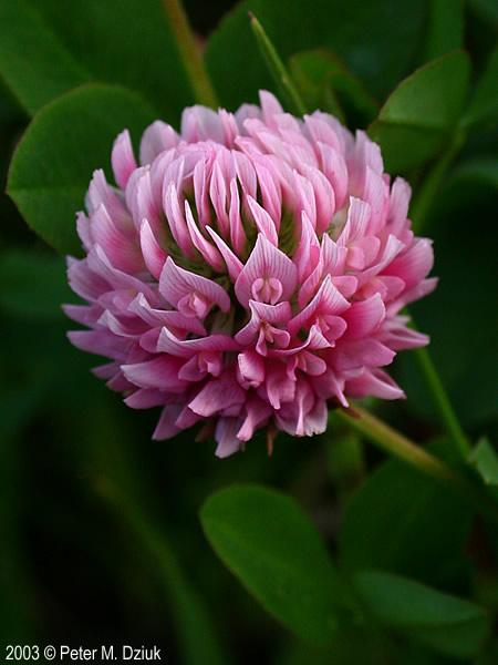 Pink Round Flower Logo - Trifolium hybridum (Alsike Clover): Minnesota Wildflowers